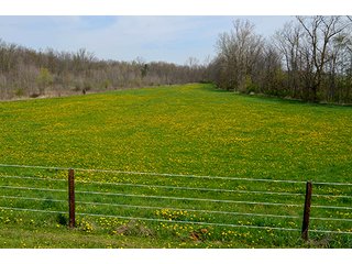 Property photo 118 - REAL ESTATE & PERSONAL PROPERTY AUCTION - 23.5+/- ACRES OFFERED IN 3 TRACTS OR COMBINATIONS IN EAST ALLEN COUNTY